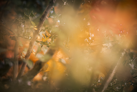 Hulst in de herfst