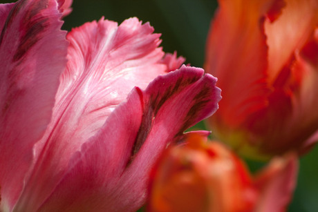 tulp-1