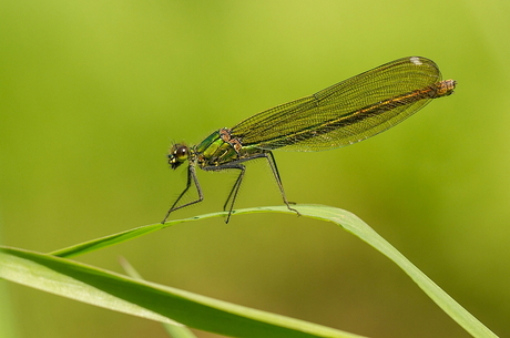 green dragon fly