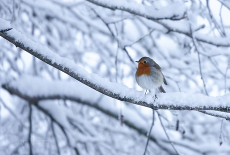 Roodborstje in de sneeuw.