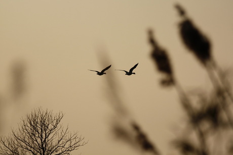 Ganzen in vlucht