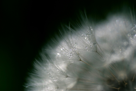 Dandelion