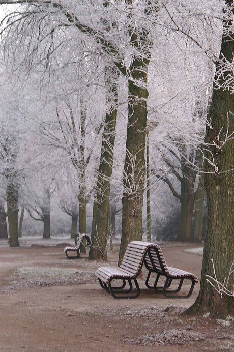 Winter in Den Haag