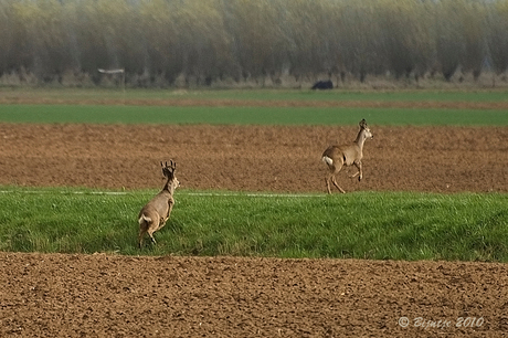 Reeën in de Biesbosch