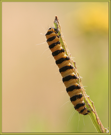 Black and Yellow