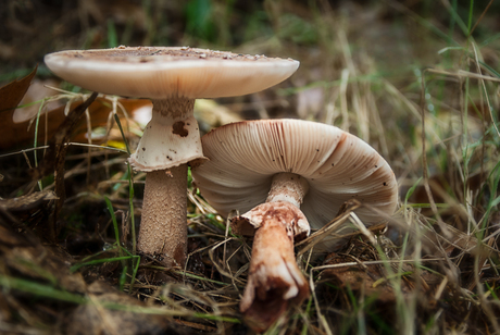 Herfst 2013 (1 Wiljan Visser.jpg