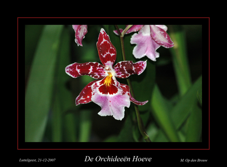 Orchidee rood/roze/geel