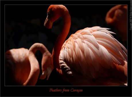 Feathers from Curacao III