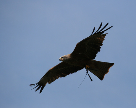 Roofvogel