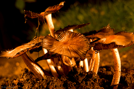 Kluster Paddestoelen