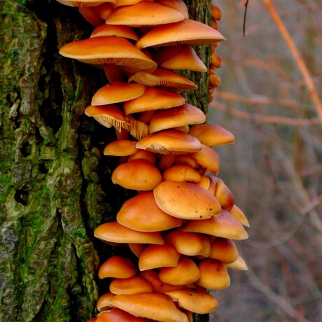 Paddestoeltje in Lauwersoog