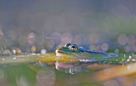 De Groene kikker