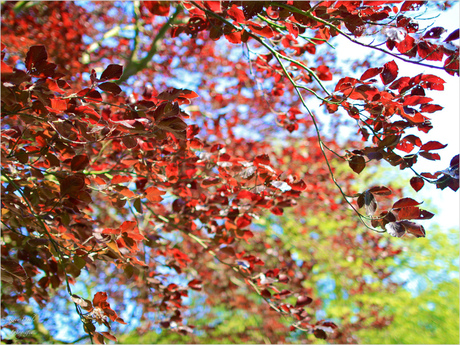 Herfstkleuren