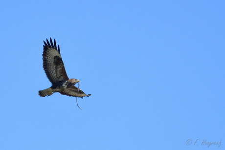 Buizerd met buit