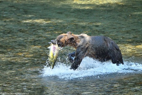 Fresh Salmon