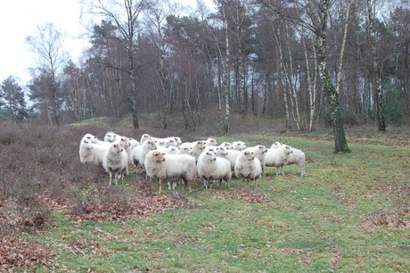 schapen