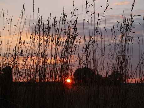 zon door het gras