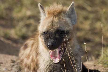 Hyena