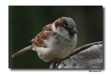 Passer domesticus