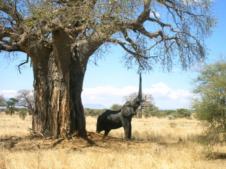 Tarangira National Park