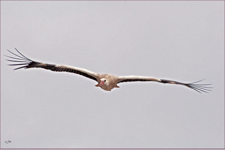 Natuurpark Lelystad