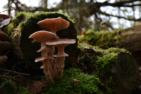 Paddenstoelen