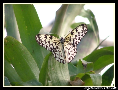 Papier vlinder