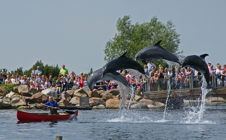 Dolfijnen in Harderwijk