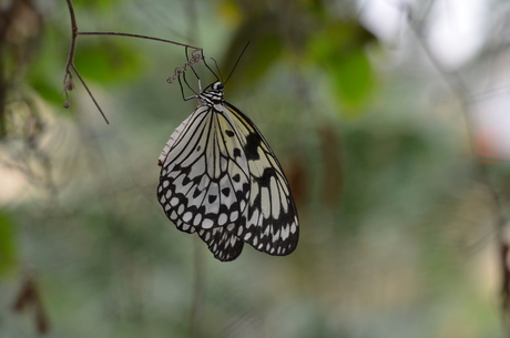 Hangende vlinder