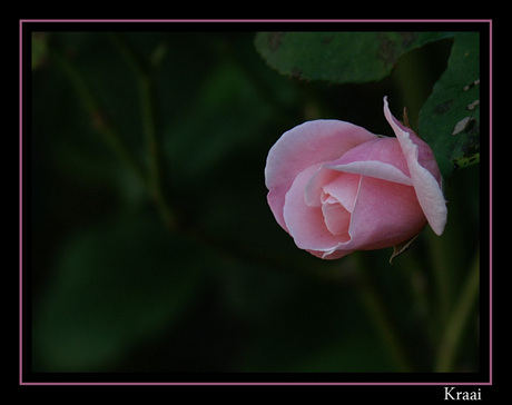 Ontluikende roze roos