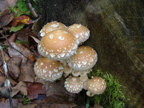 Trosje paddestoelen