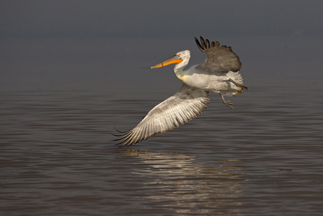 waterballet