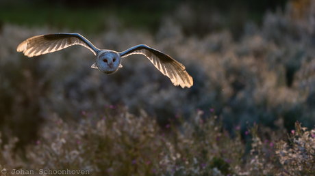 Kerkuil in vlucht 4.jpg