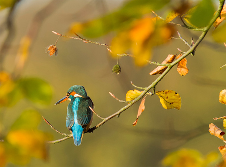 Ijsvogel in herfsttinten.jpg