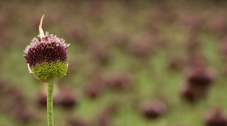 Allium Heemskerker duin