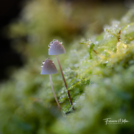 Diep in het bos, tussen het mos...