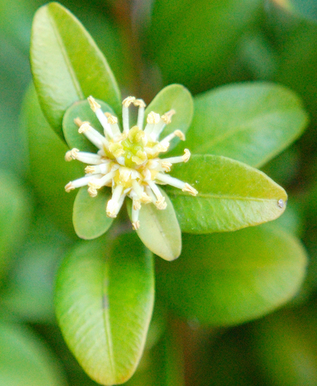 Een Bloeiende Buxus