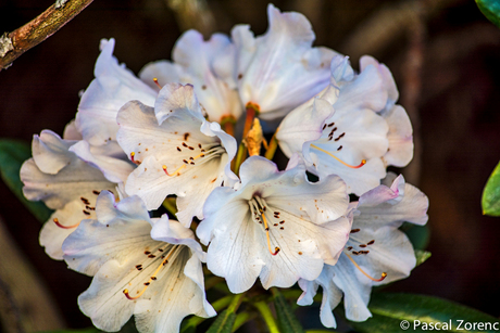 Rhododendron atlanticum