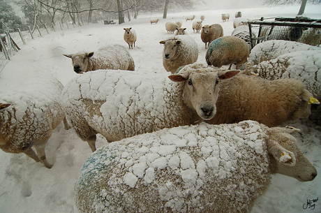 Winter schaap........