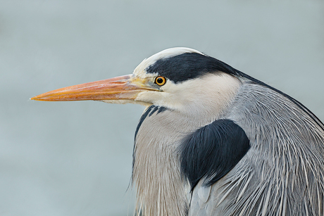 Blauwe Reiger