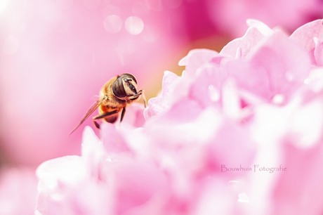 In de tuin...