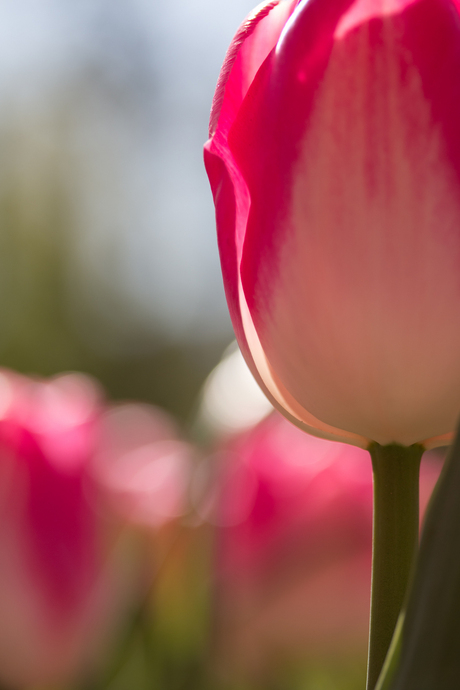 Tulp roze