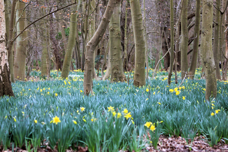 Narcissen land