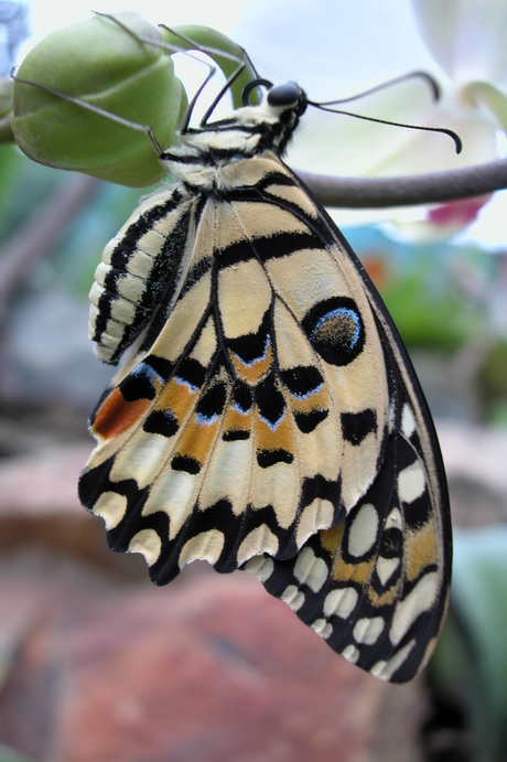 Wondertjes der natuur