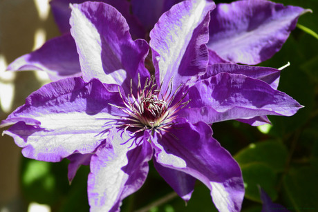 De Clematis