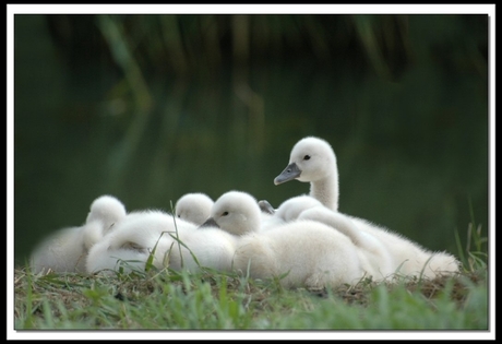 Jonge zwaantjes