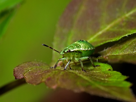 Groene stinkwants nimf