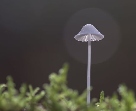 Melksteelmycena