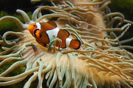 driebandanemoonvis (Nemo)