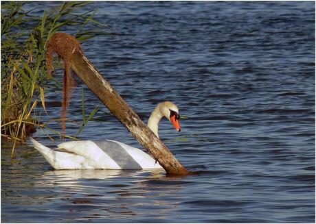 Zwaan in het veluwemeer